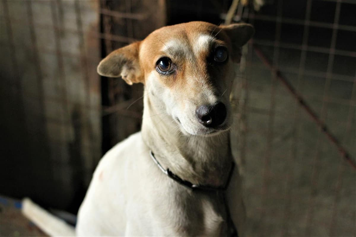 Animal Welfare Laws in the Philippines